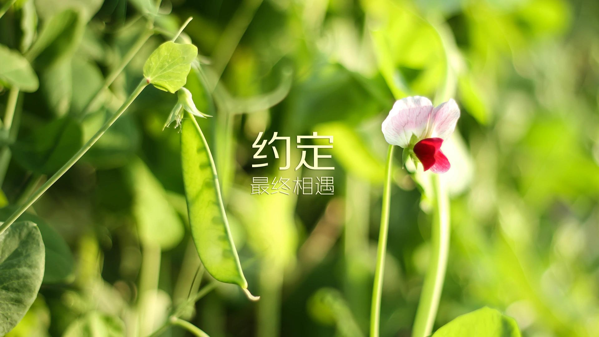 西汉姆主场大胜布莱顿，英超保级压力稍缓，西汉姆联对西布朗的比分预测