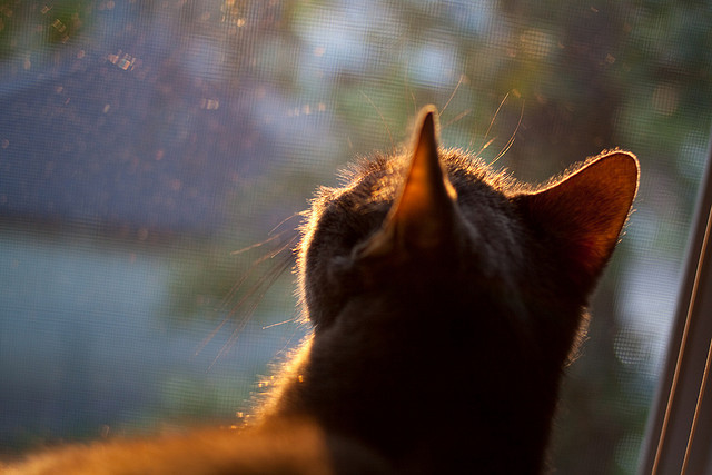爱游戏体育-凯尔·查默斯用坚韧精神征服赛场挑战，查尔斯&amp;凯斯