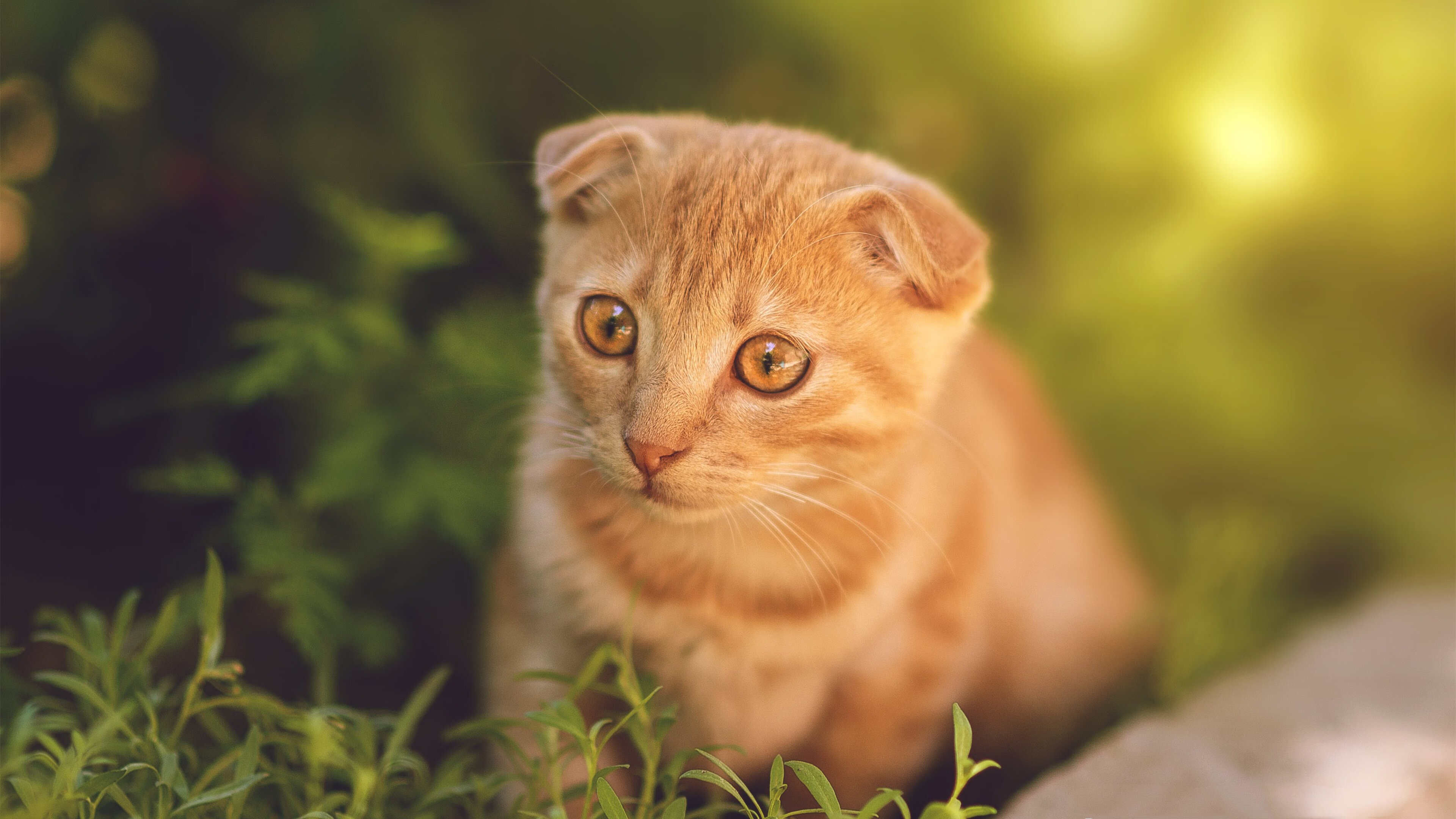 希腊男篮在欧洲锦标赛中持续高光表现,冠军宝座稳固,希腊男篮落选赛名单