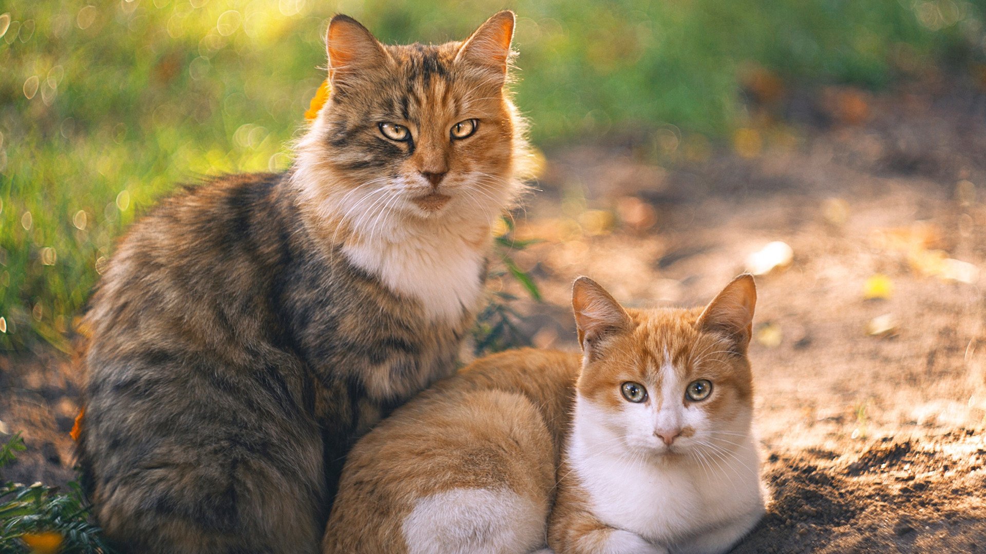 混合泳韩国选手速度与技巧兼备，4×100混合泳规则