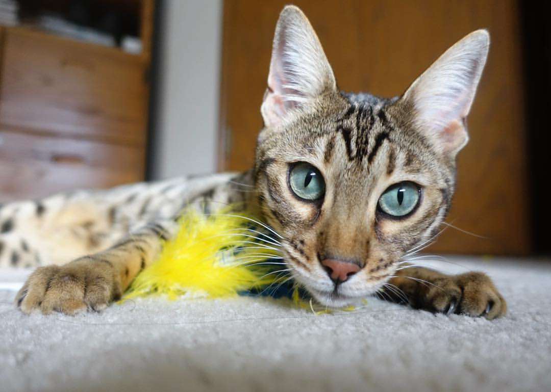 AYX体育官网-法甲青训崛起：新星闪耀，未来无限！，法甲球队介绍