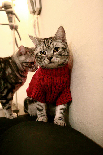 谢佩玲跳台表现成赛场焦点,谢佩璇个人资料